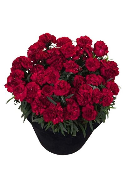 E-fidancim Nadir Kokulu Sweet Pleasure Dark Red Karanfil Çiçeği Fidesi (2 adet)