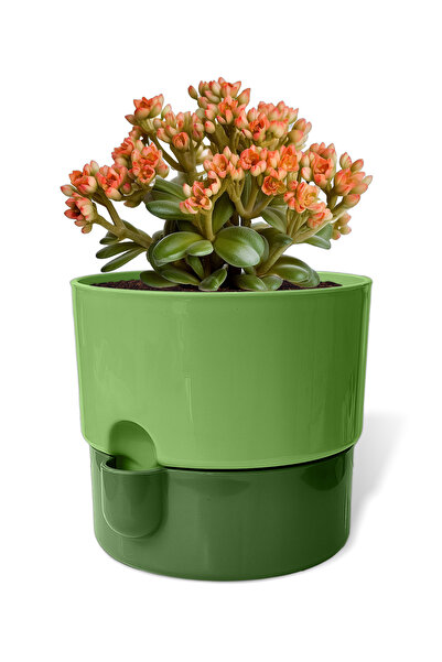 ToXA 1 Litre Yeşil Dora Saksı Dekoratif Tabaklı Çiçek Kaktüs Saksısı Parlak P...