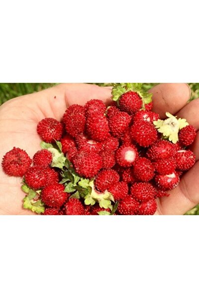 Köy Tohumları 50 Adet Tohum Organik Kırmızı Dağ Çileği Çilek Tohumu Taze Hasat Tohum Hediye Tohumlu