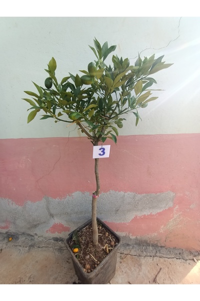 Uzunlar Fidancılık limequat Meyveli Bodur Limon  ağacı