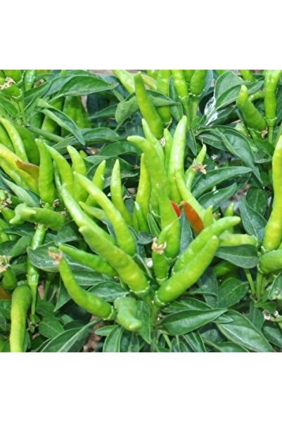 Köy Tohumları 20 Adet Tohum Nadir Organik Arnavut Süs Biberi Tohumu Taze Hobi...