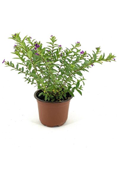 Mimoza Kufeya Fidanı Mor Çiçekli 15-25 cm