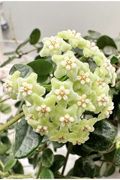 PLANT Hoya Tengchongensis Mum Çiçeği