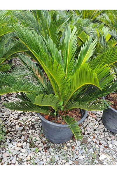 Gardenbox Cycas Revoluta - Sikas Japon Sago Palmiyesi 60-80cm Canlı İç Dış Me...