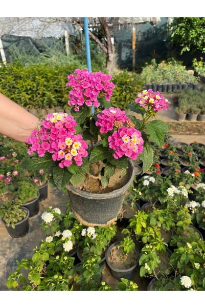 Nura Botanik Pembe Renk Lantana Çalı Minesi Çiçeği 20-30cm Sakıslı İç Dış Mekan Uygundur