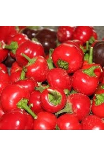 Köy Tohumları 150 Adet Tohum Kırmızı Turşuluk Tatlı Burkita Kırmızı Top Biber...