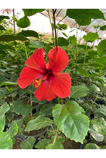 serada decor & plant Kırmızı Renk Japon Gülü Çiçeği 1 ADET 30-60cm Saksılı Ba...