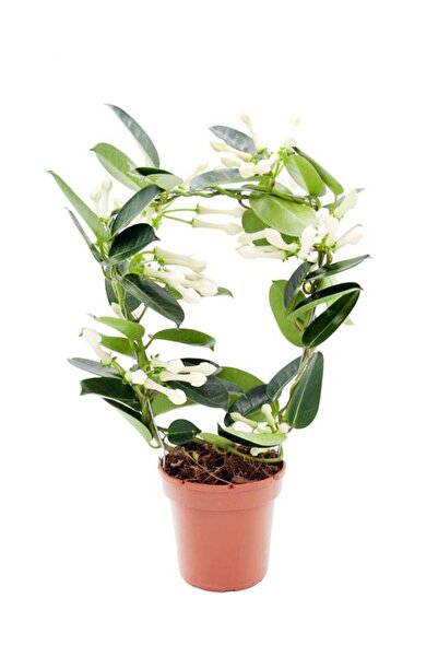 Cemre Garden Stephanotis Floribunda - Madagaskar Yasemini - Ev Ofis Salon Iç ...