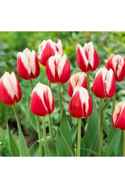 EvveBahce İthal Markant Lale Soğanı  (4 Soğan)  Koleksiyonluk Çeşit