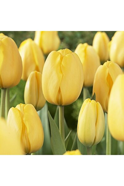 EvveBahce İthal Jan Van Nes Koyu Sarı  Lale Soğanı  (4 Soğan)