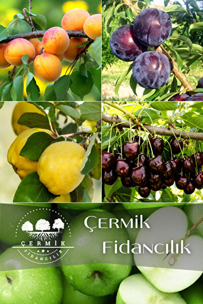 ÇERMİK FİDANCILIK 5 Çeşit Karışık Meyve Fidanları Yeşil Elma , Kayısı, Kara E...
