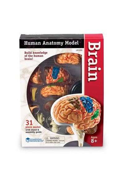 Learning Resources Human Body - Brain - 31 pieces - Educational set