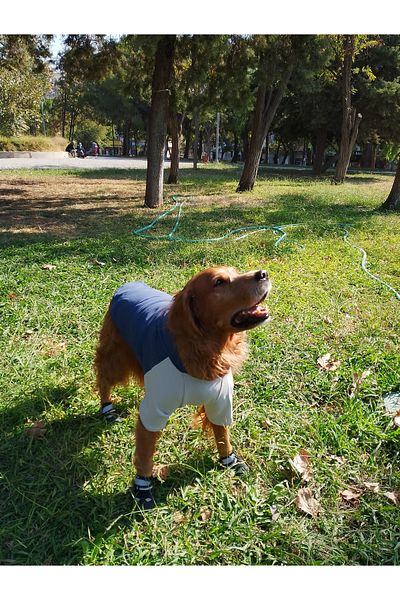 bubblecutepaw Patici Combed Cotton Dog Sweatshirt