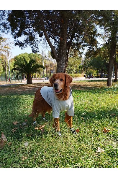 bubblecutepaw Patici Combed Cotton Dog Sweatshirt