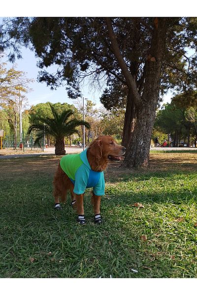 bubblecutepaw Patici Combed Cotton Dog Sweatshirt
