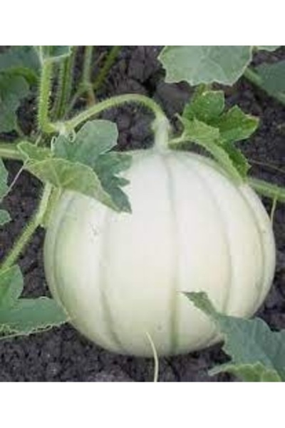 Köy Tohumları 10 Adet Tohum Nadir Organik Gönen Kavun Tohumu Hobi Bahçe Kavun...