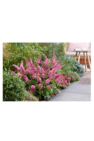 doğaşık 1-2 Yaş Arası Tüplü Kelebek Çalısı ('Butterfly Candy Pink') Fidanı - Canlı Pembe Çiçekler