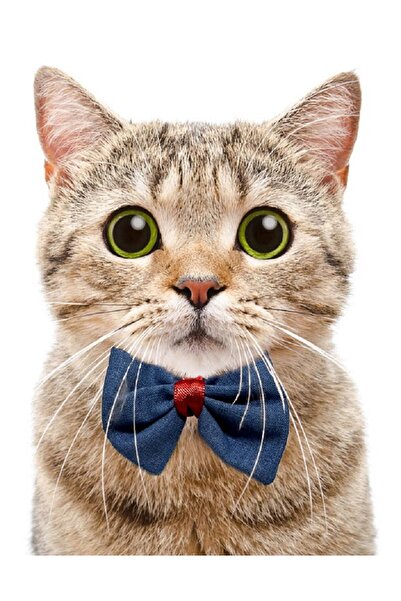 Aka Papyonlu Kedi Boyun Tasması Ayarlanabilir ve Zilli-1cm en Siyah-Sarı-Kırm...