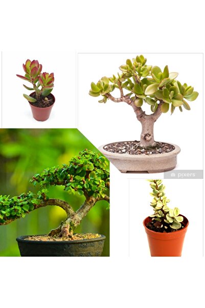 Genel Markalar 2 Tür Para Ağacı Crassula Ovata+Yeşim Ağacı Fidesi lle8e