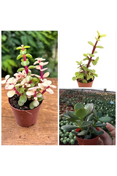 Yades 3 Adet Para Çiçeği Üretim Saksıda Kampanya