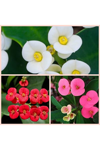 Genel Markalar 3 adet 5.5 saksıda Sarı, Beyaz ve Pembe dikenler tacı 3 ayrı dikenler tacı