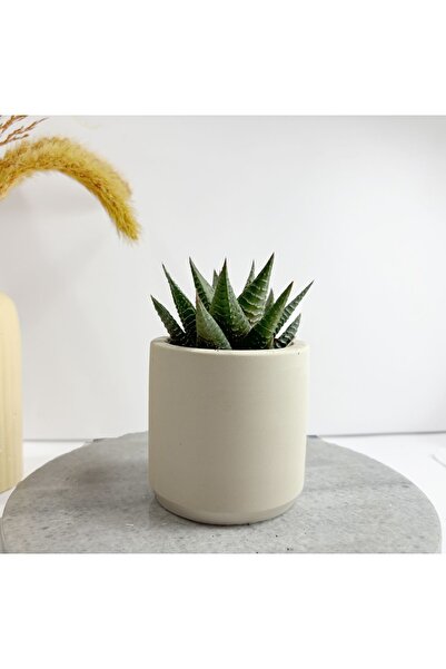 Sukulent Canlı Çiçek Ve Geometrik Saksı Haworthia Limifolia Beyaz Silindir Saksı