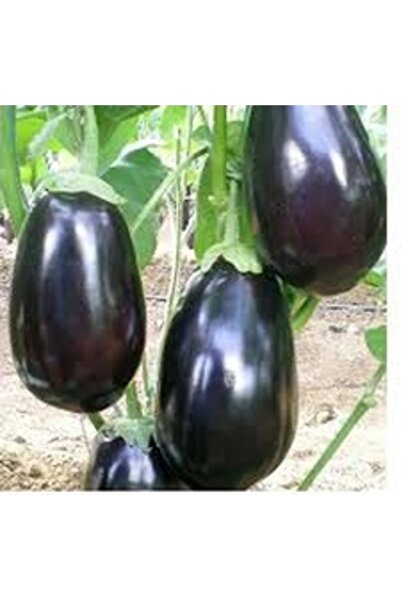 Köy Tohumları 150 Adet Tohum Tohum Orhanik Mor Topak Patlıcan Tohumu Kaliteli...