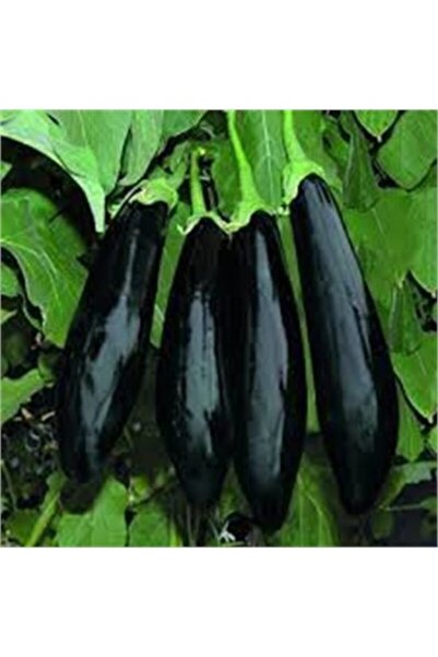 Köy Tohumları 150 Adet Tohum Uzun Kemer Patlıcan Tohumu Kaliteli Organik Tohu...