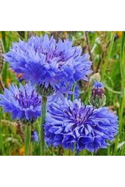 Köy Tohumları 10 Adet Tohum Nadir Organik Mavi Kantoron Kantaron Peygamber Çi...