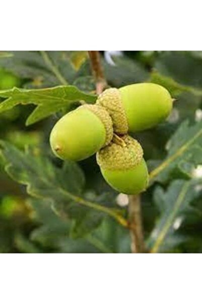 Köy Tohumları 15 Adet Tohum Organik Meşe Palamudu Palamut Ağacı Tohumu Hediye...