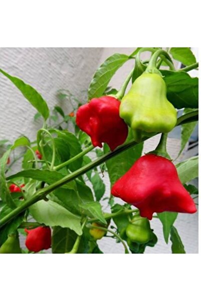 Köy Tohumları 150 Adet Tohum Orghanik Nadir Organik Hasat Taze Tohum Acı Gül Biberi Kırmızı Gül Biber Tohum