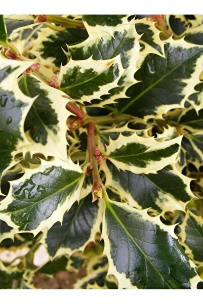 bahçevilya Alacalı Çoban Püskülü (Ilex aquifolium) Fidanı Dekoratif ve Dört M...