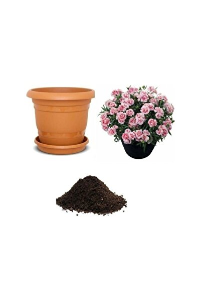 Köy Tohumları 20 Adet Tohum Organik Pembe Beyaz Çin Karanfili Karanfil Çiçeği...