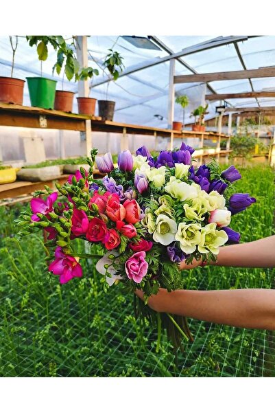 SAHRAFLORA Frezya - Arpa Çiçeği Soğan Seti 40'lı ( Katmerli Küçük Boy )