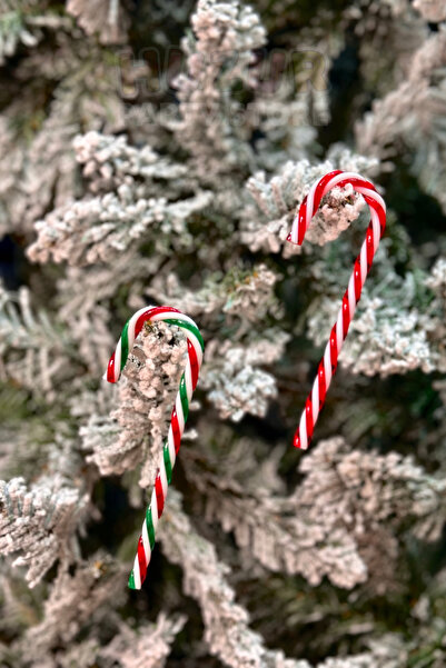 Huzur Party Store Χριστουγεννιάτικο Πεύκο - Κόκκινο Πράσινο 4 Τεμάχια 12 εκ. Καραμέλα που μοιάζει με πραγματική καραμέλα