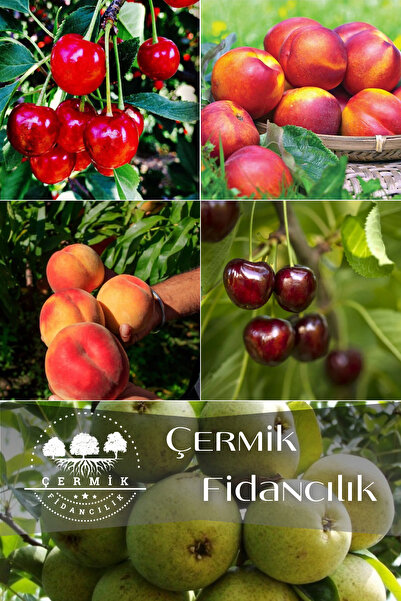 ÇERMİK FİDANCILIK 5 Çeşit Karışık Meyve Fidanı Vişne , Kiraz , Nektarin , Şef...
