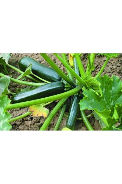 Köy Tohumları 50 Adet Tohum Organik Hasat Taze Kolsuz Yeşil Kabak Tohumu Dolm...