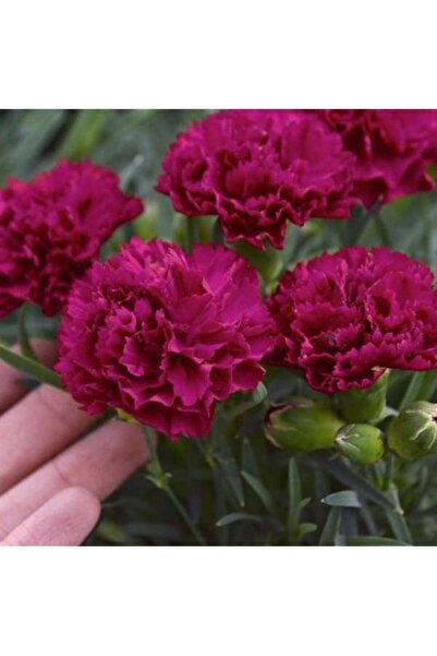 Köy Tohumları 15 Adet Tohum Nadir Organik Hasat Kırmızı Karanfil Çiçeği Katme...