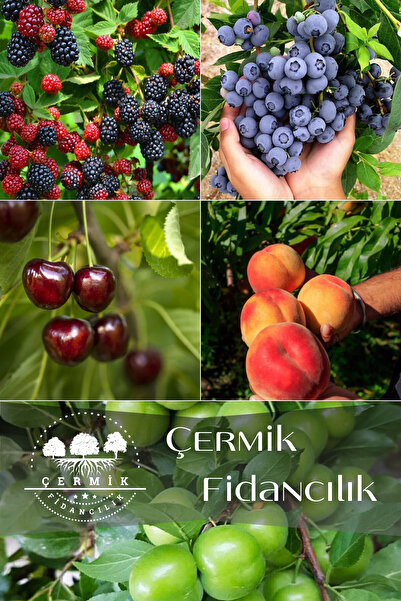 ÇERMİK FİDANCILIK 5 Çeşit Karışık Meyve Fidanı Böğürtlen , Şeftali , Yaban Mersini , Kiraz Ve Erik