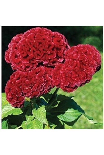 Köy Tohumları 15 Adet Tohum Nadir Organik Kırmızı Horoz İbiği Çiçek Tohumu He...