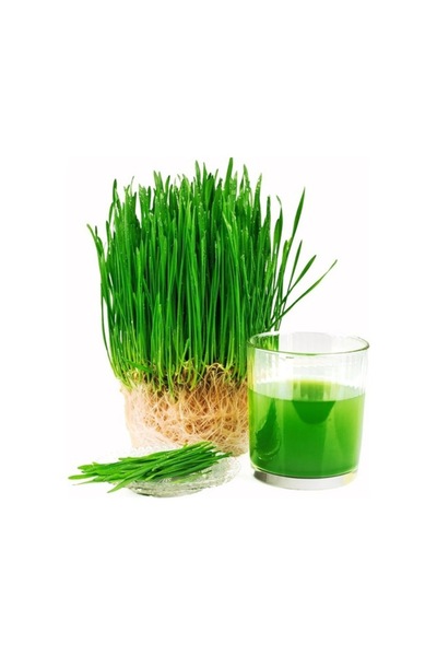 Köy Tohumları 500 Adet Tohum Organik Doğal Yeşil Buğday Çimi Mim Tohumu Taze ...