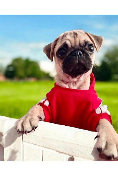 Kemique Red Adidog Kapşonlu Sweatshirt Köpek Kazağı