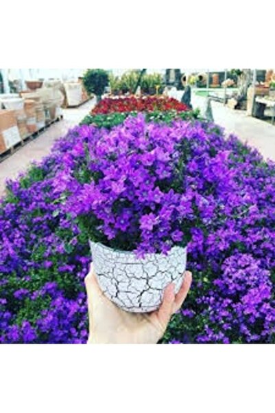 Köy Tohumları 100 Adet Tohum Nadir Mavi Çan Kadehi Çiçek Tohumu Saksılık Hobi...