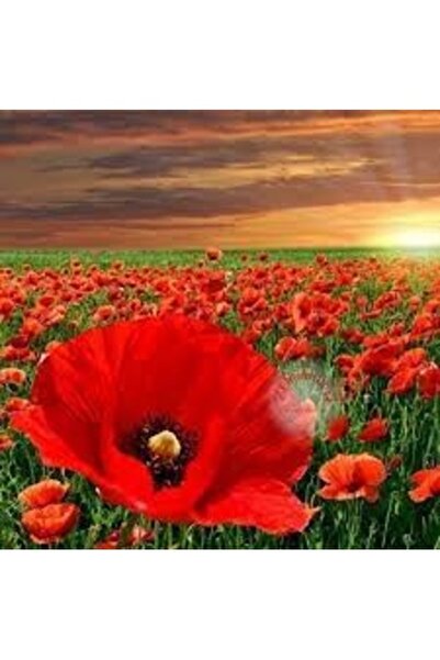 Köy Tohumları 300 Adet Tohum Kırmızı Gelincik Çiçeği Tohumu