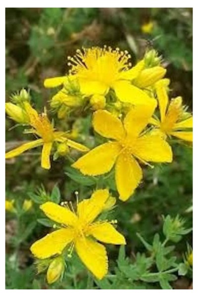 Köy Tohumları 100 Adet Tohum Organik Sarı Kır Kantoron Kantaron Çiçeği Tohumu Hediye Tohumludur