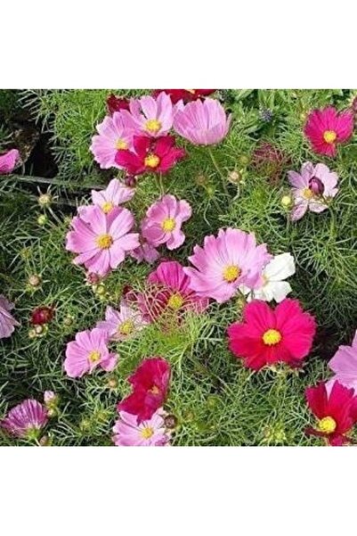 Köy Tohumları 30 Adet Tohum Pembe Kosmos Çiçeği Tohumu Hobi Balkon Saksılık Ç...