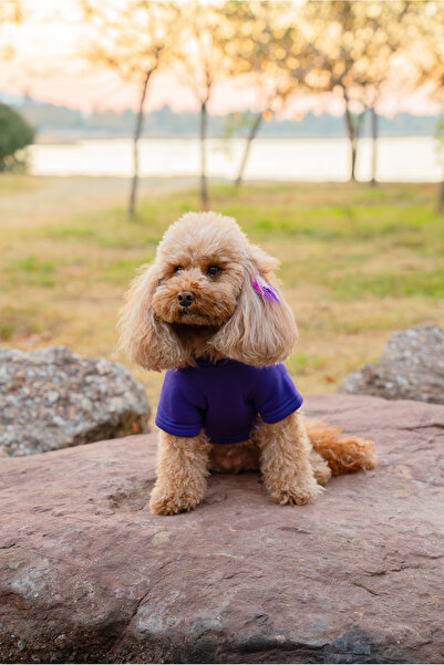 Buddy Store Kedi & Köpek Kıyafeti Elbiseleri Kıyafetleri Kazak - Baskısız Mor Kazak