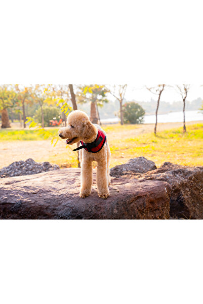 Buddy Store Kedi & Köpek Göğüs Tasması - Airmesh Yeni Nesil Nefes Alabilen Kumaş Kırmızı Tasma