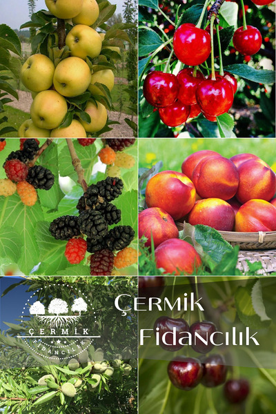 ÇERMİK FİDANCILIK 6 Çeşit Karışık Meyve Fidan Elma , Vişne , Kara Dut , Nekta...