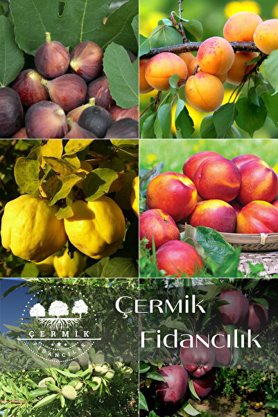 ÇERMİK FİDANCILIK 6 Çeşit Karışık Meyve Fidan Siyah İncir , Kayısı , Ayva , N...